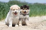 CHIEN FINNOIS DE LAPONIE 611